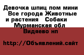 Девочка шпиц пом мини - Все города Животные и растения » Собаки   . Мурманская обл.,Видяево нп